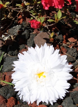 White Silk Spiky Daisy Clip